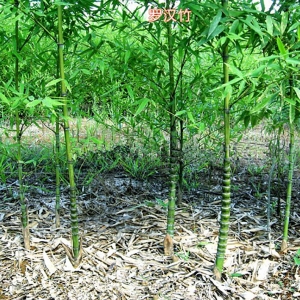 海南地区常用竹类植物