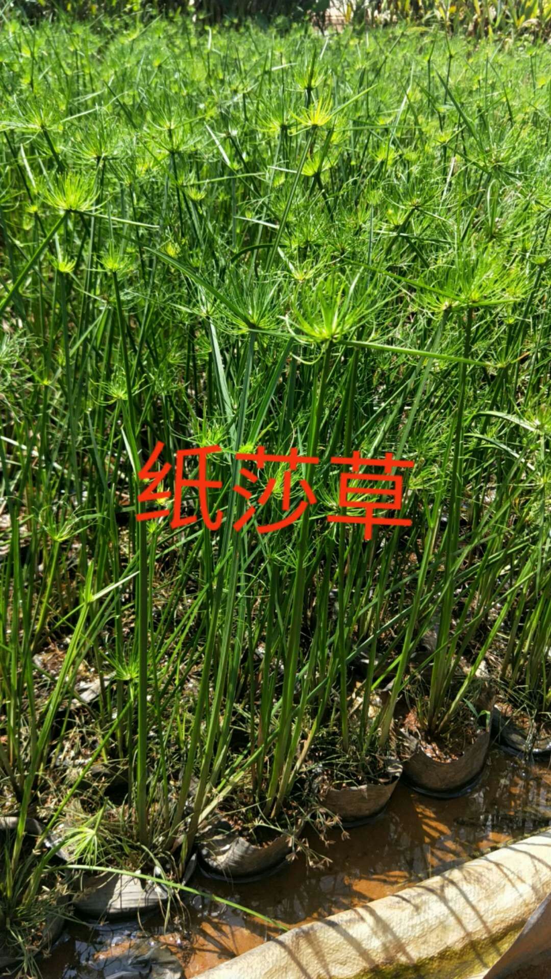 海南水生植物苗圃—水生植物-纸莎草(图2)