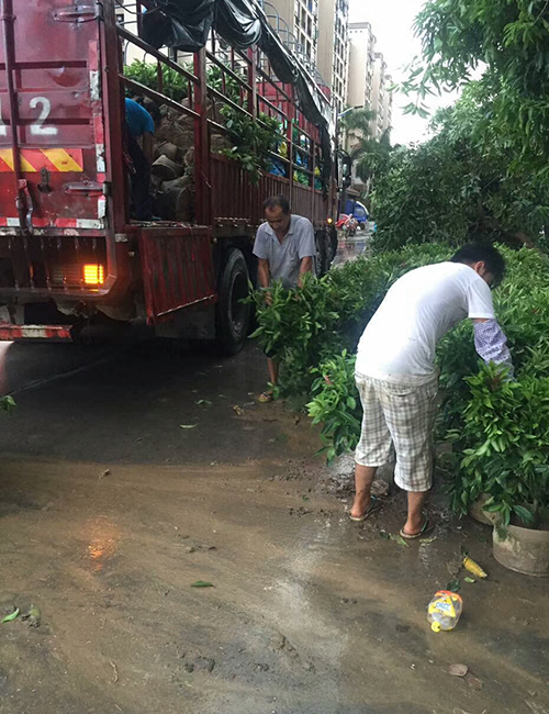 海南绿化苗木-非洲茉莉球（灰莉球）(图1)